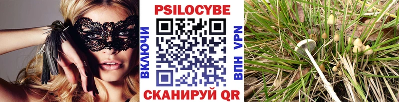 Купить где  Артём  Псилоцибиновые грибы Psilocybe 